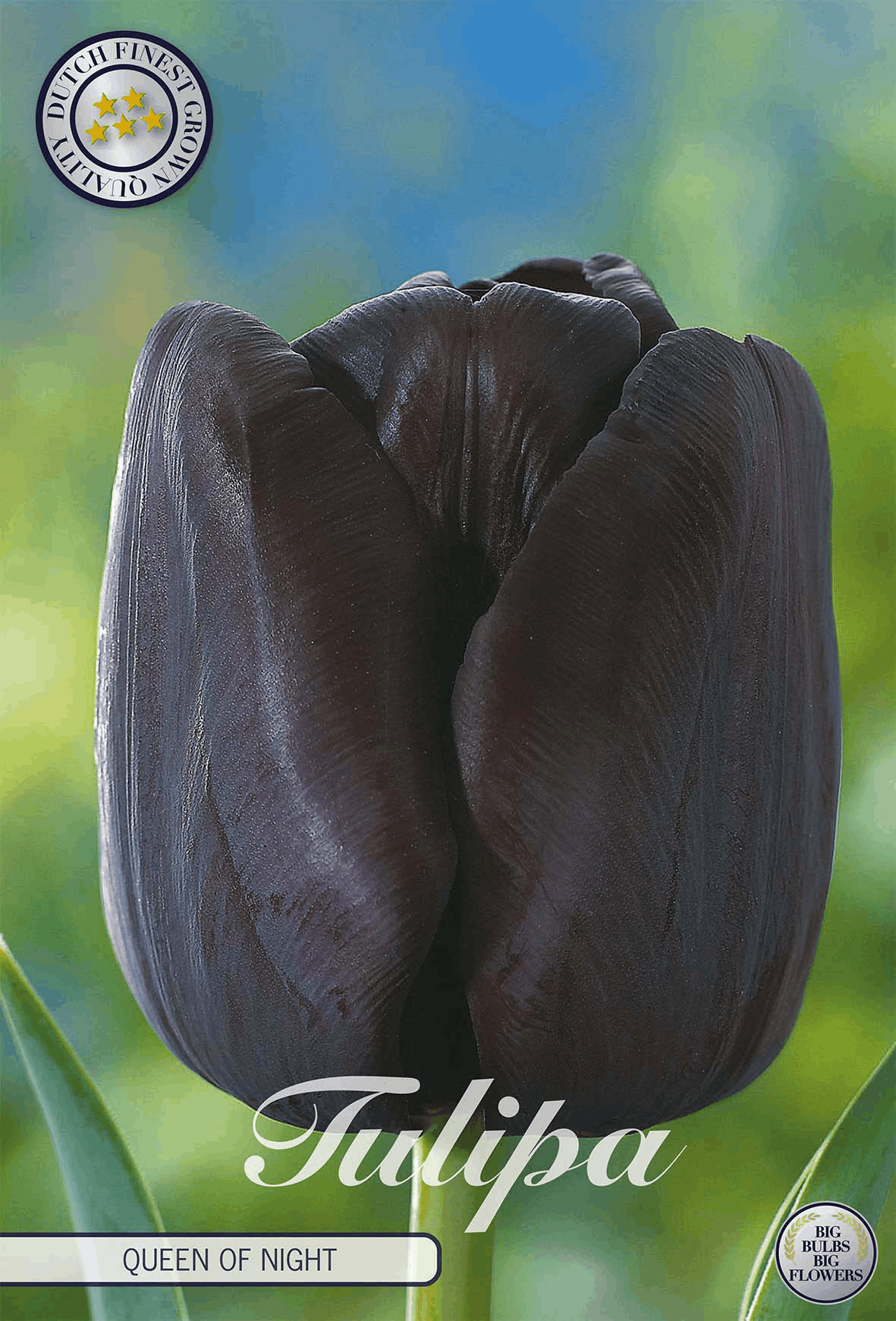 Tulipa 'Queen of Night'