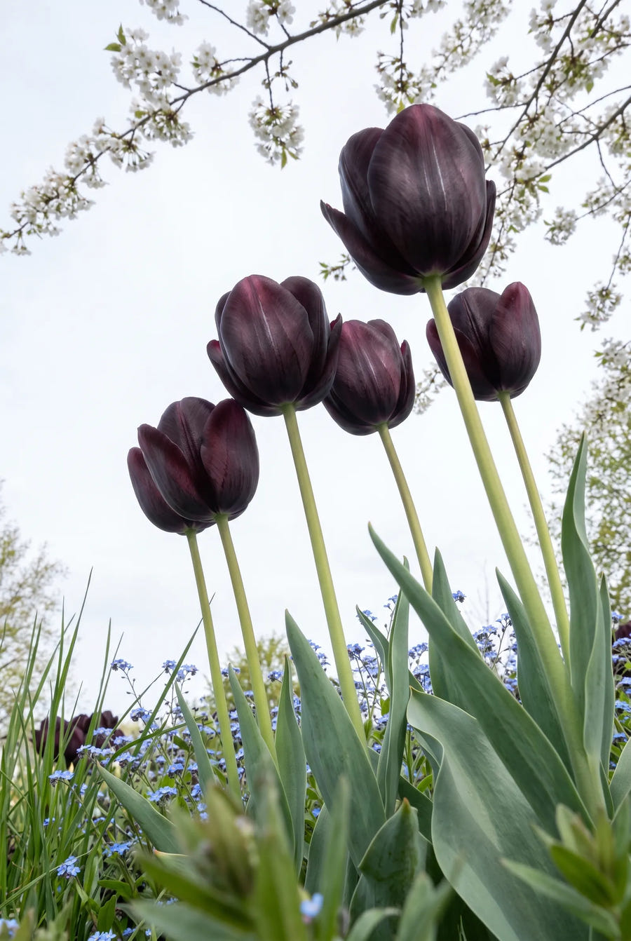Tulipa Queen of Night in de tuin