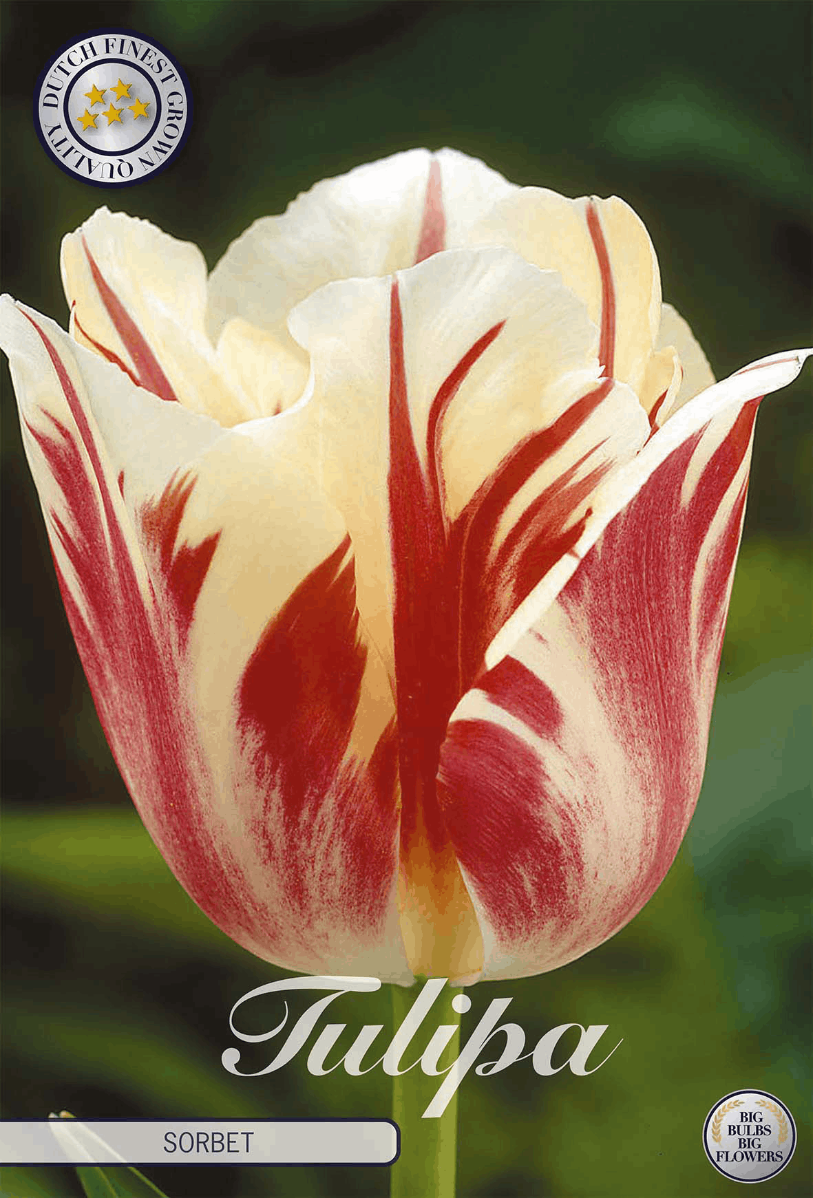 Tulipa Sorbet