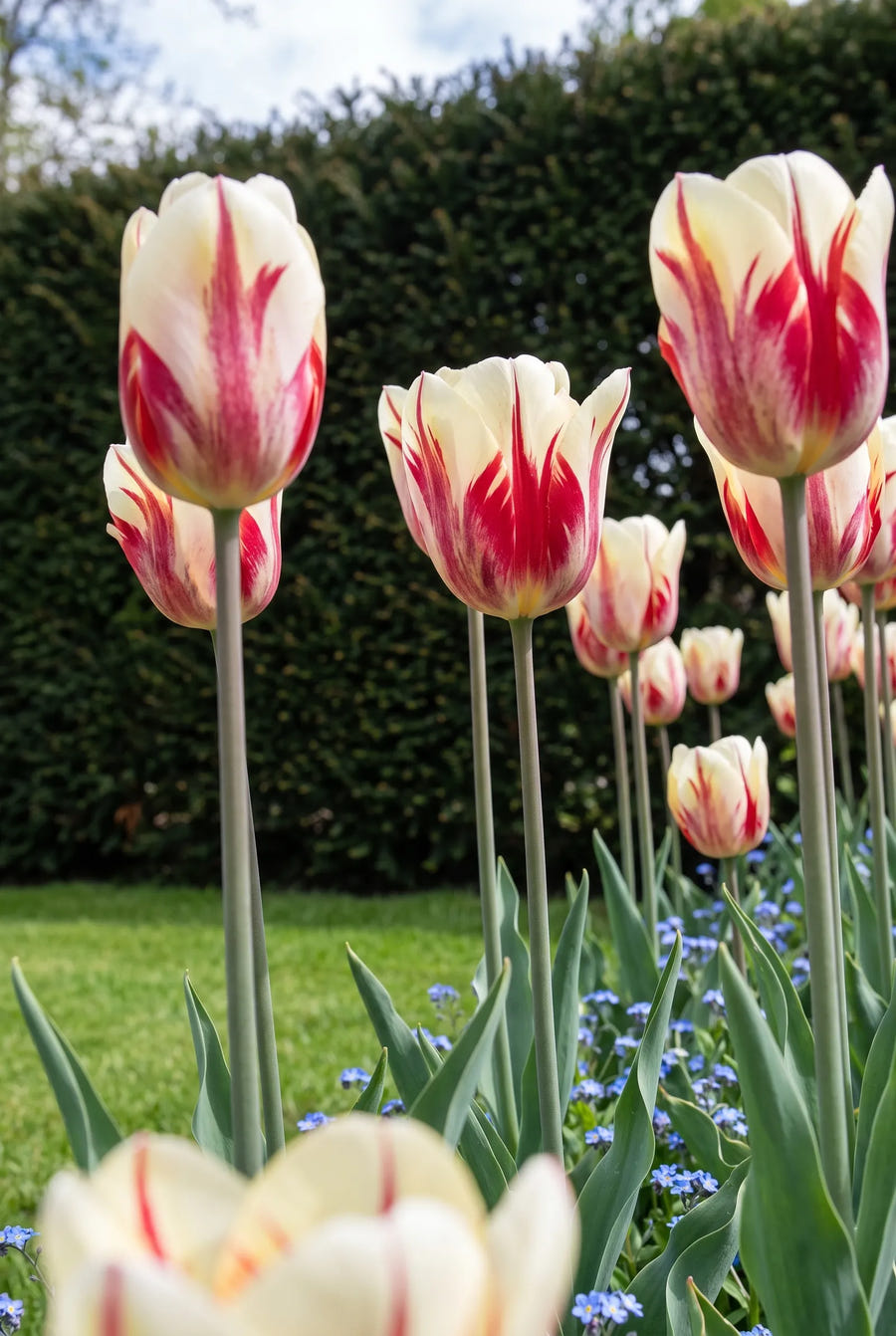 Tulipa Sorbet in de tuin