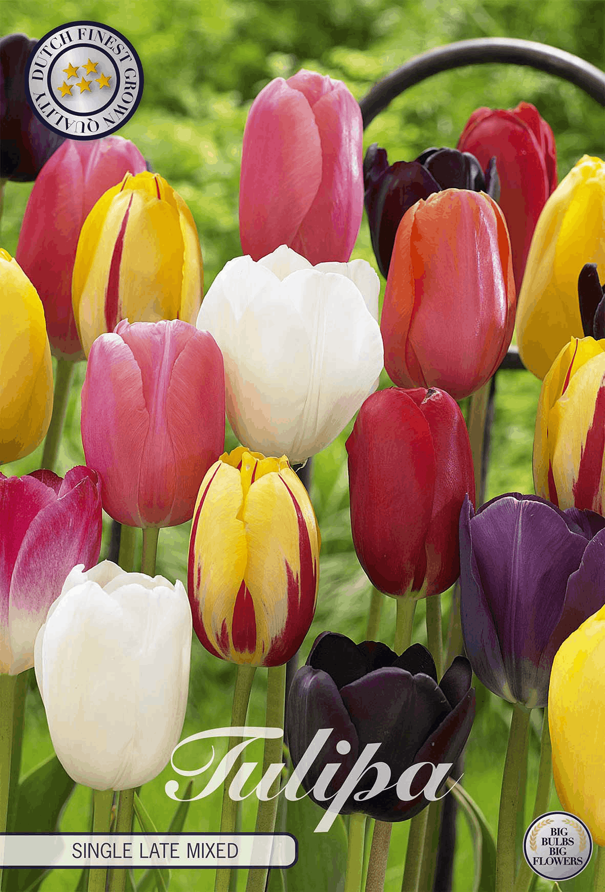 Tulipa Single Late Gemischt