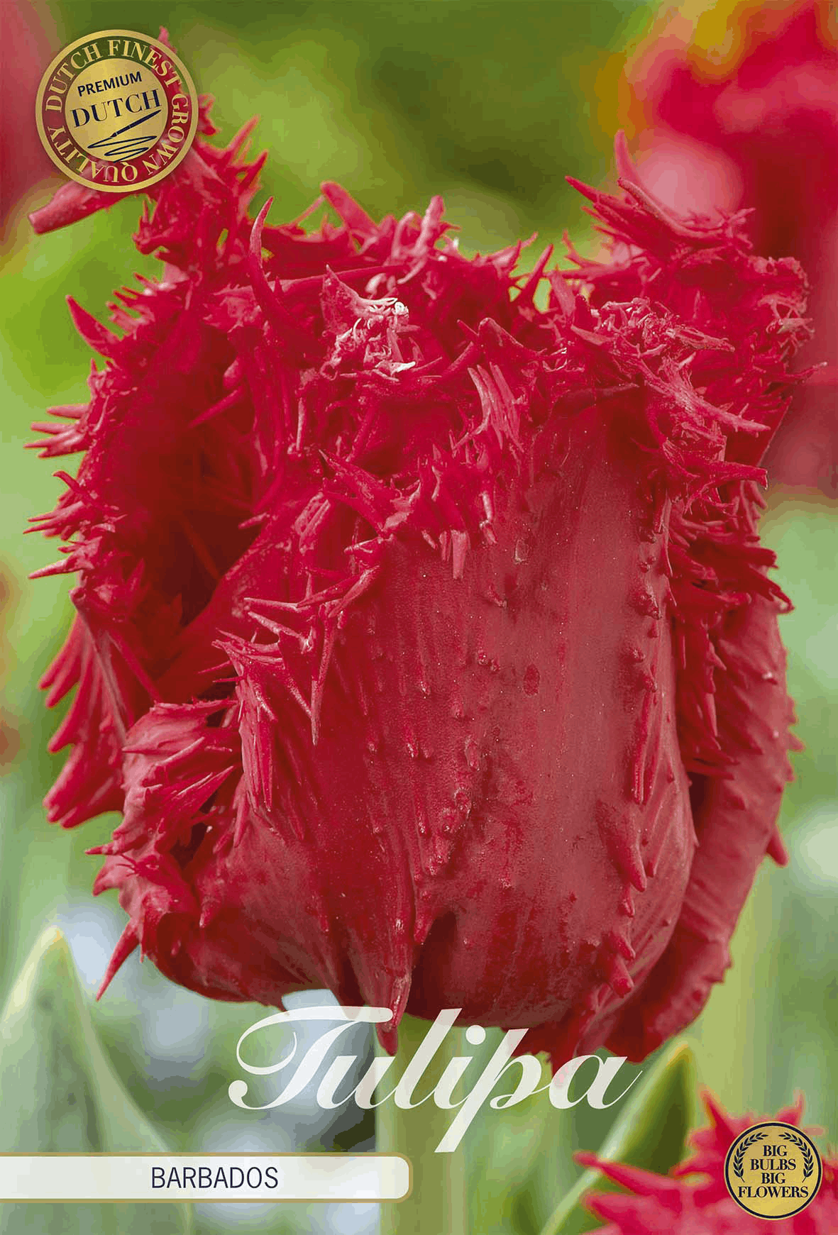 Tulipa Barbados