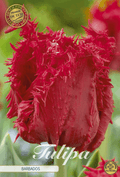 Tulipa Barbados