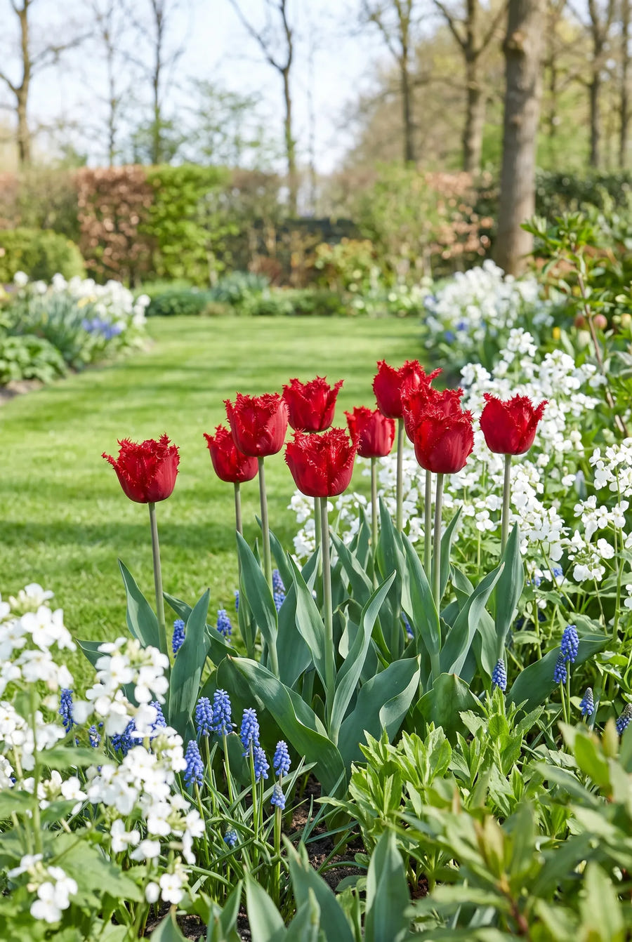 Tulipa Barbados groep in de tuinborder