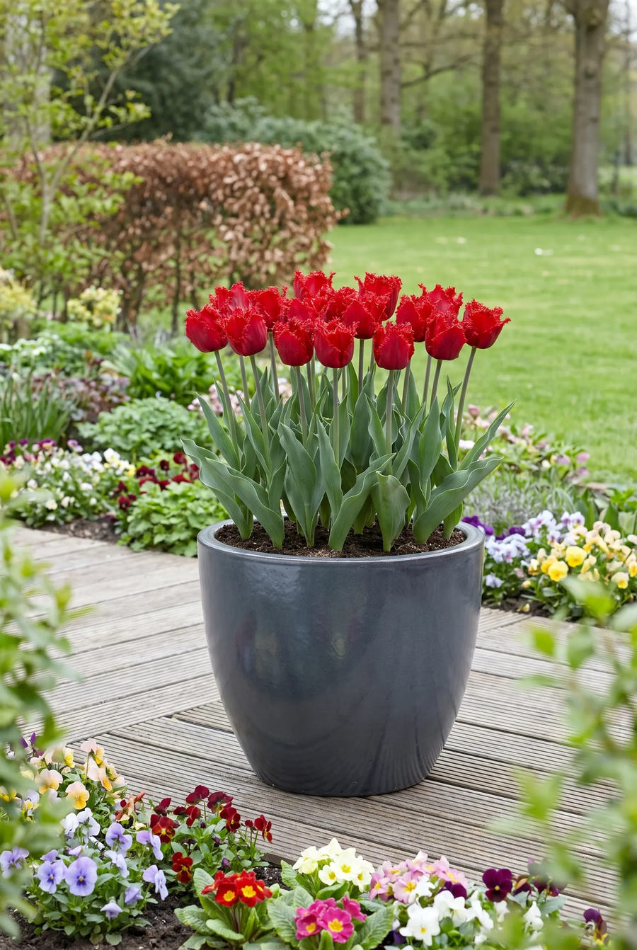 Tulipa Barbados in pot op terras