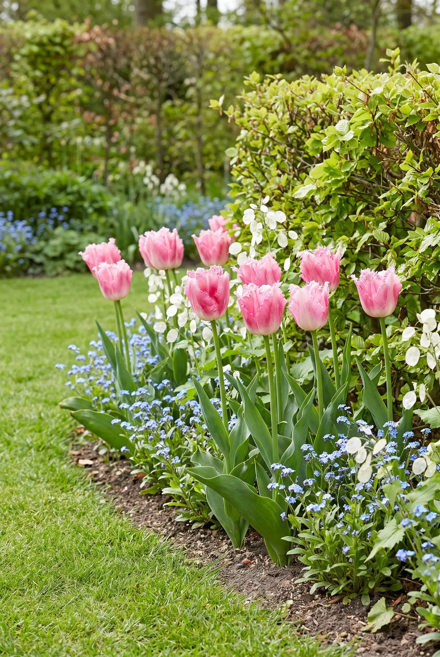 Tulipa Fancy Frills — groep in de tuinborder