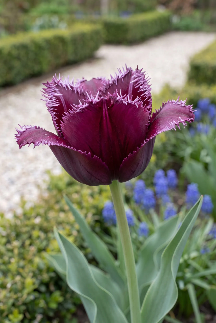 Tulipa Gorilla — close-up van de bloem
