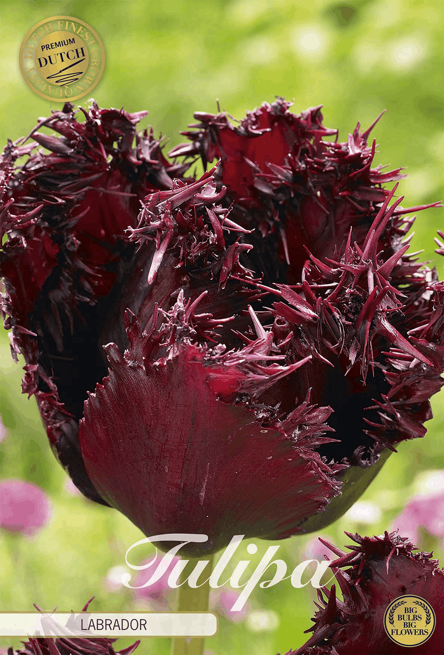 Tulipa Labrador