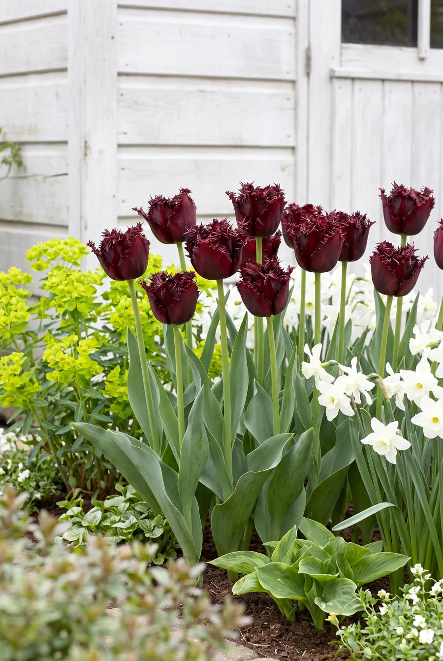 Tulipa Labrador — in de border