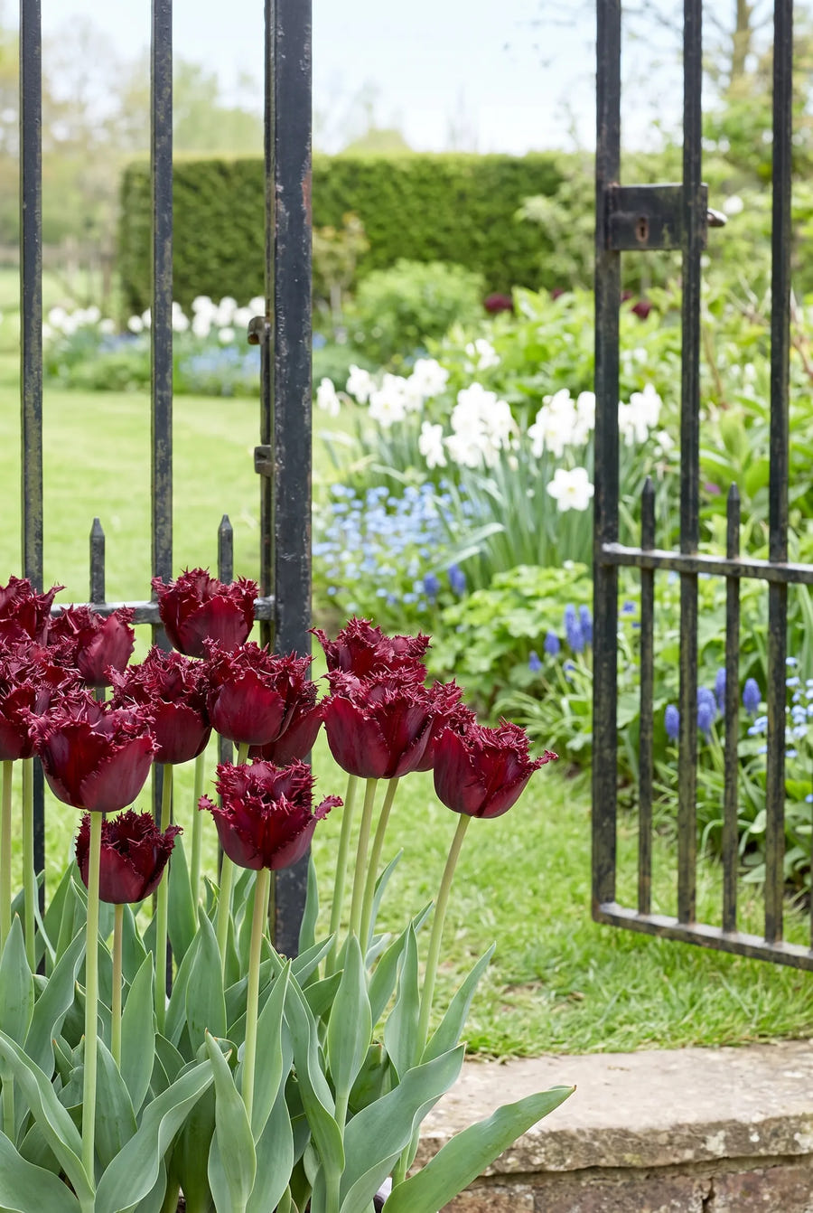 Tulipa Labrador — in de tuin