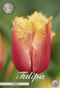 Tulipa Lambada