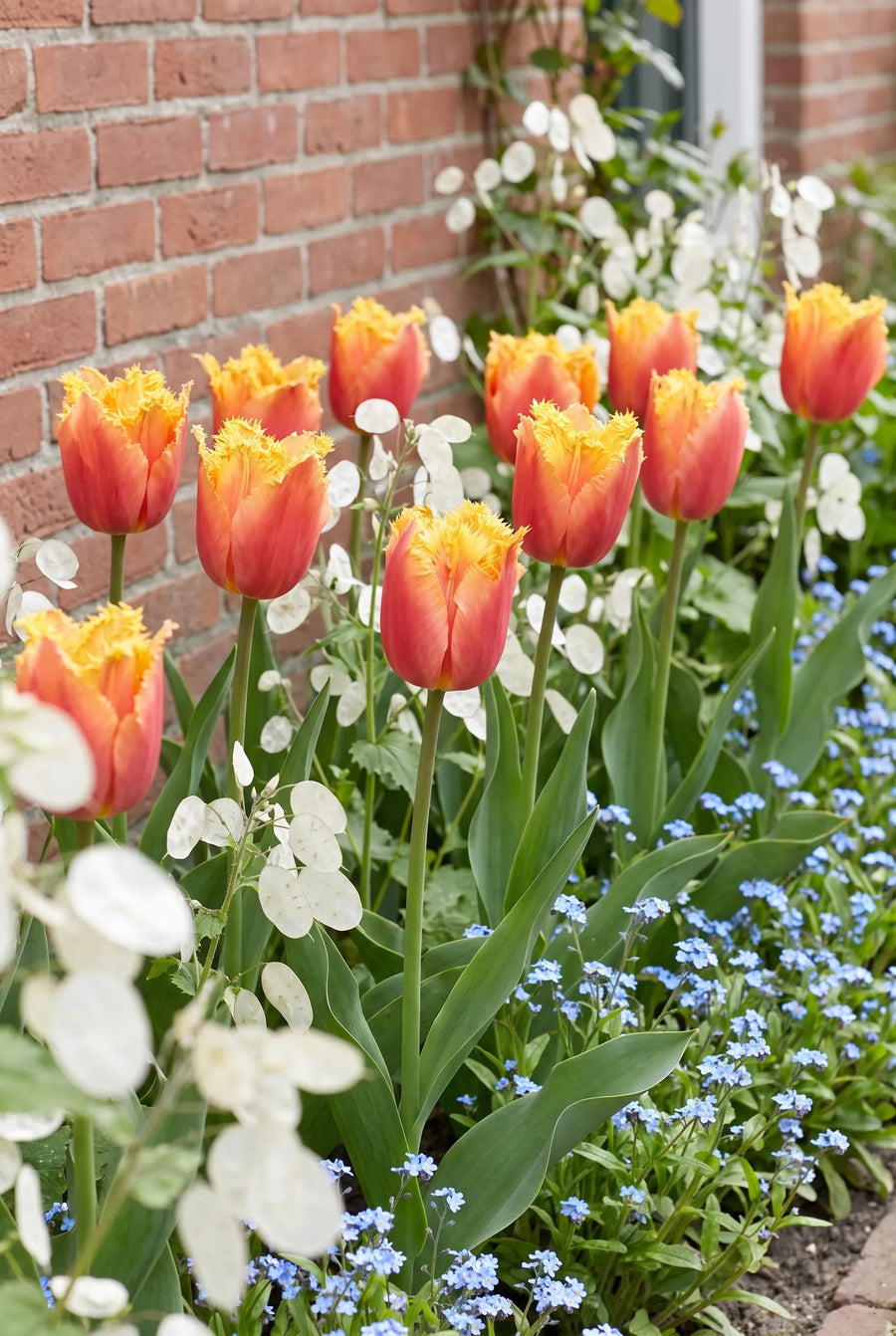Tulipa Lambada — groep in de tuinborder