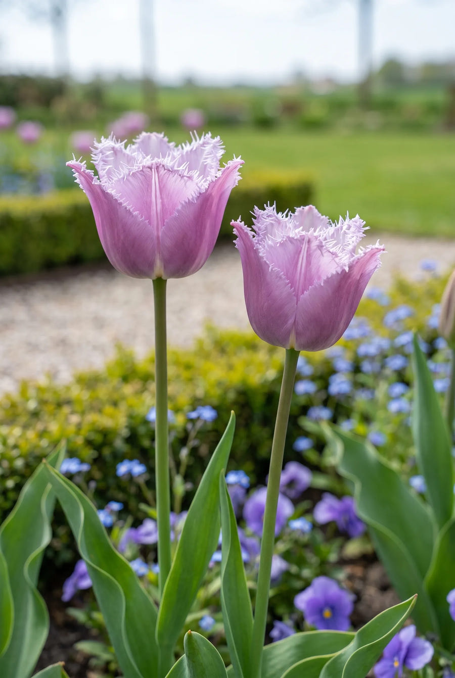 Tulipa Lilac Frizzle — close-up van de bloem
