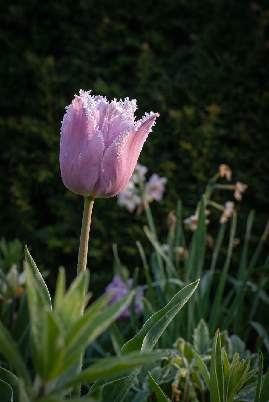Tulipa Lilac Frizzle — sfeerbeeld