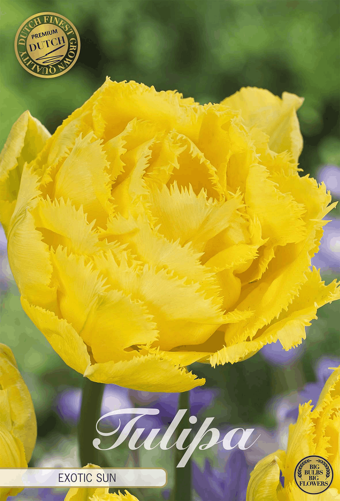 Tulipa Exotic Sun