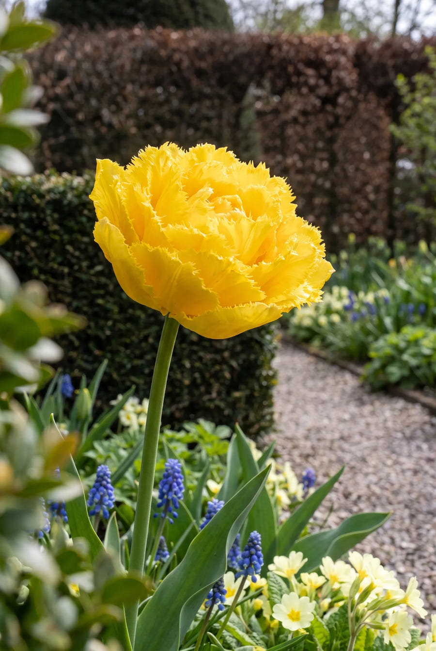 Tulipa Exotic Sun — close-up van de bloem