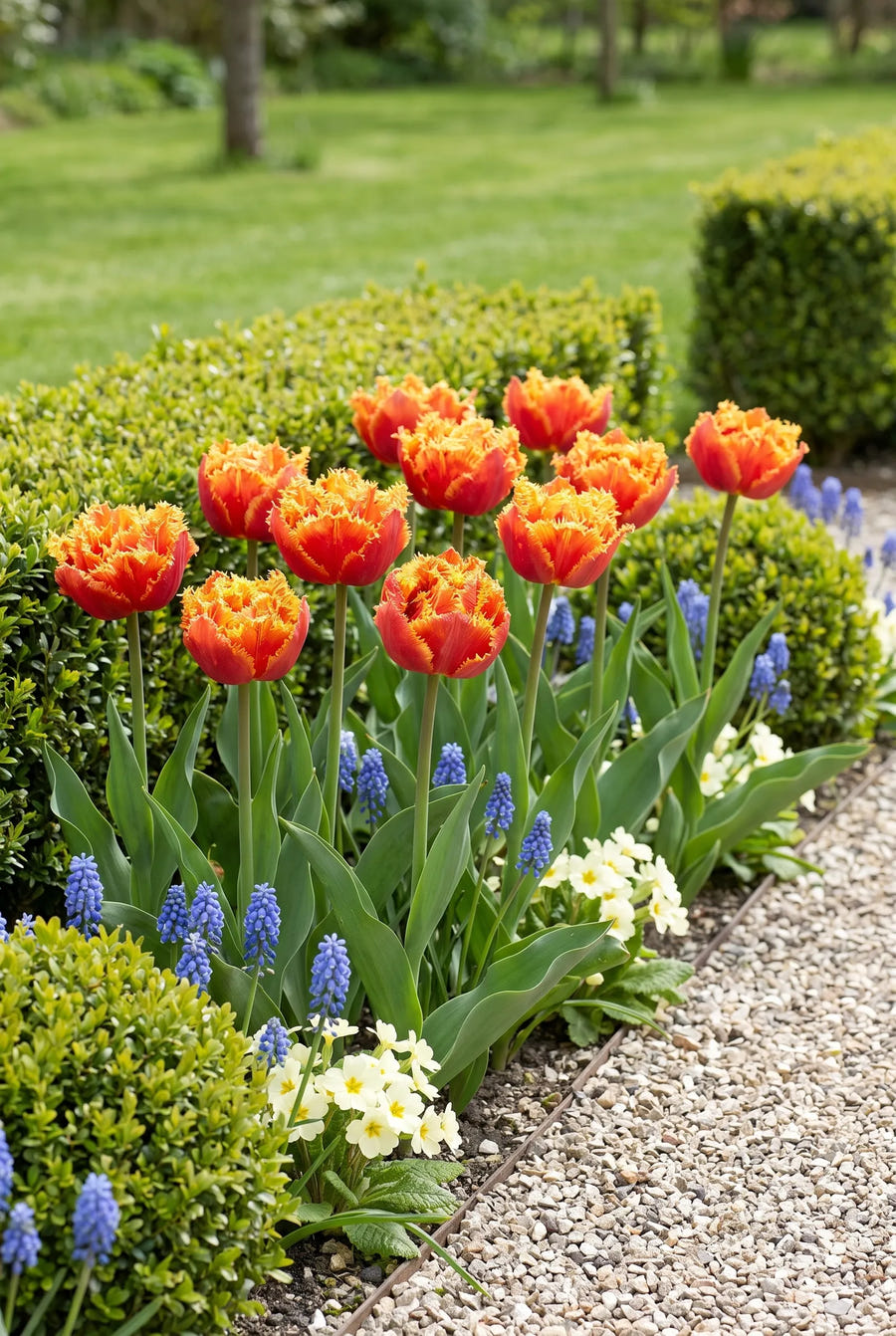 Tulipa Gold Dust — groep in de tuinborder
