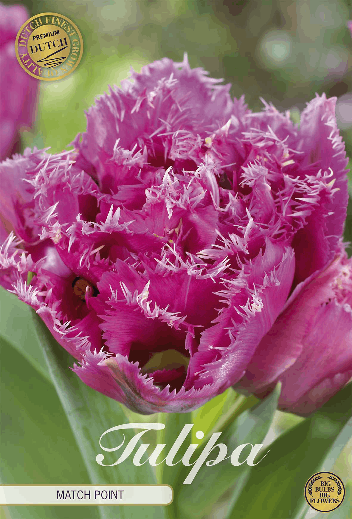Tulipa Matchpoint premium