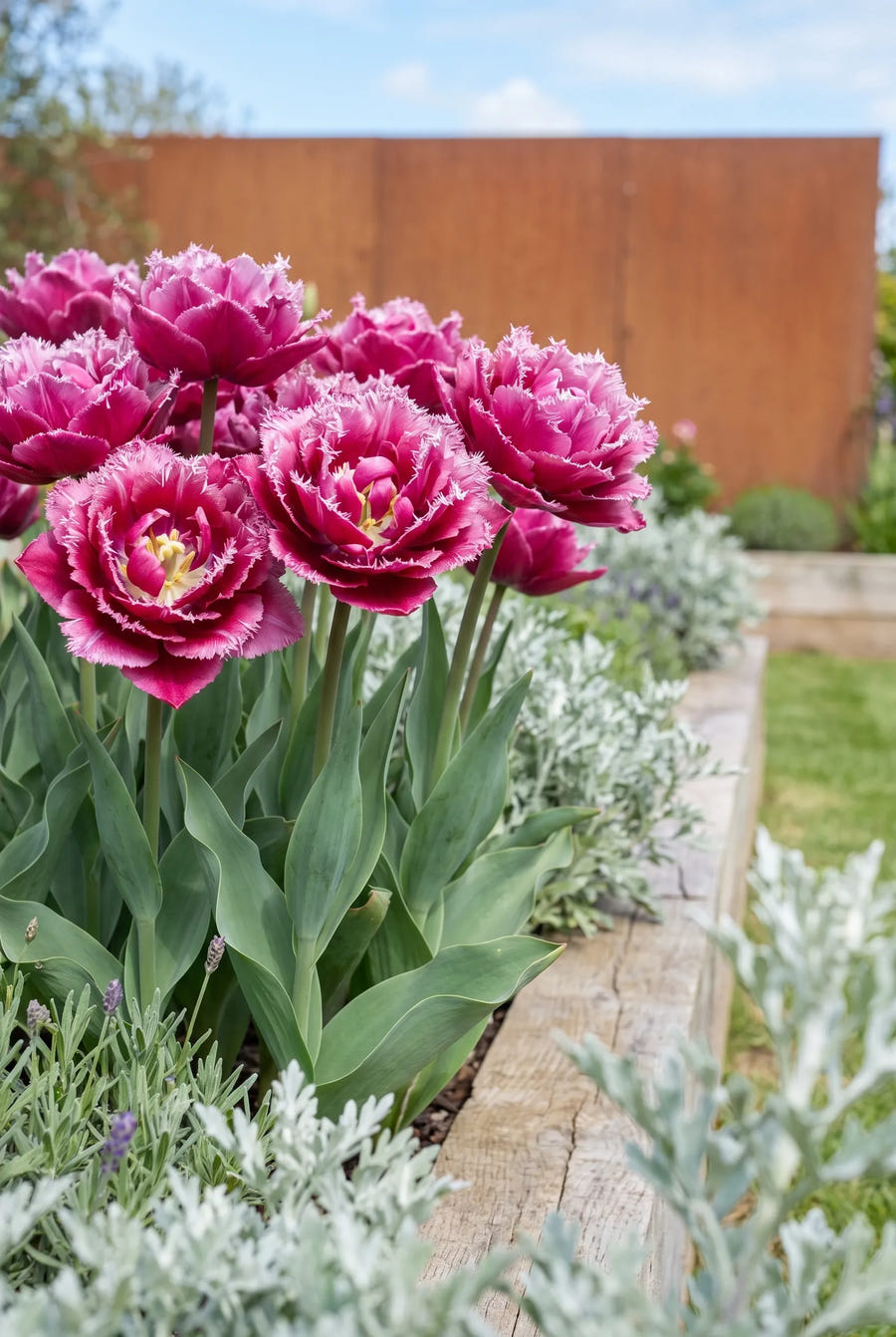 Tulipa Matchpoint premium — in de border