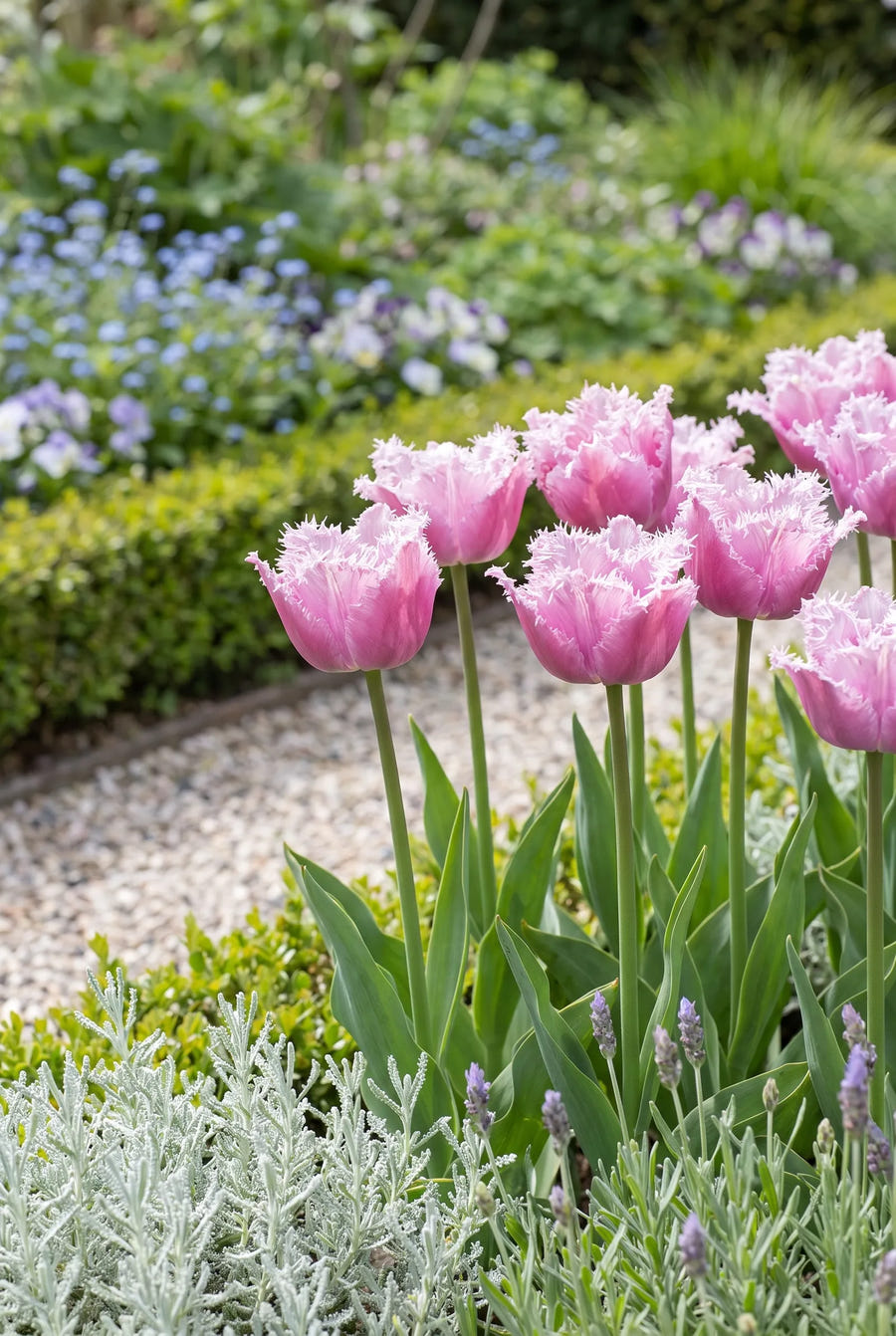 Tulipa Perth — in de border