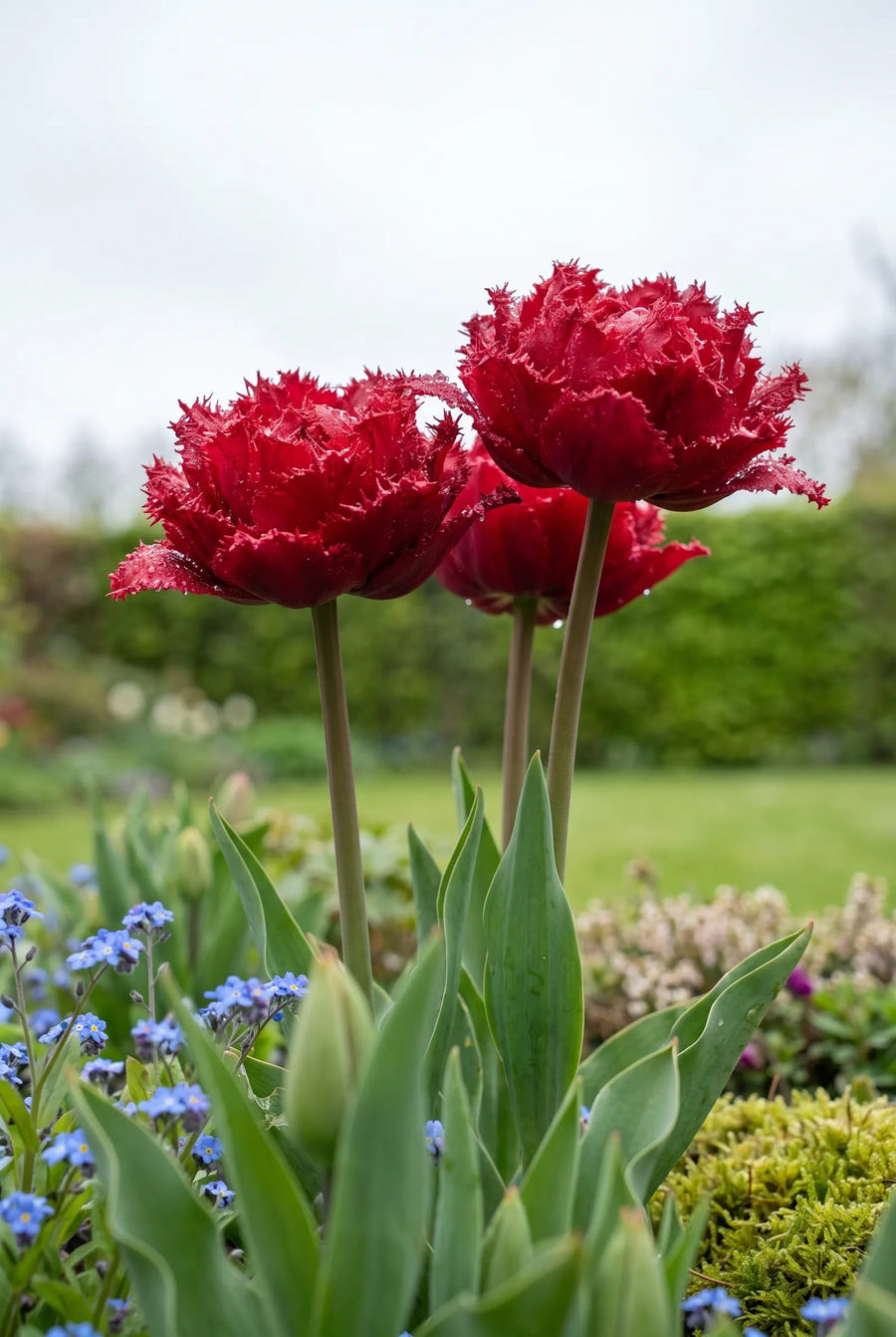 Tulipa Quatar — sfeerbeeld