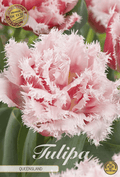 Tulipa Queensland