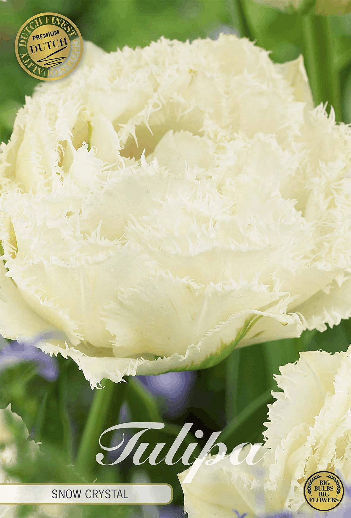 Tulipa Snow Crystal
