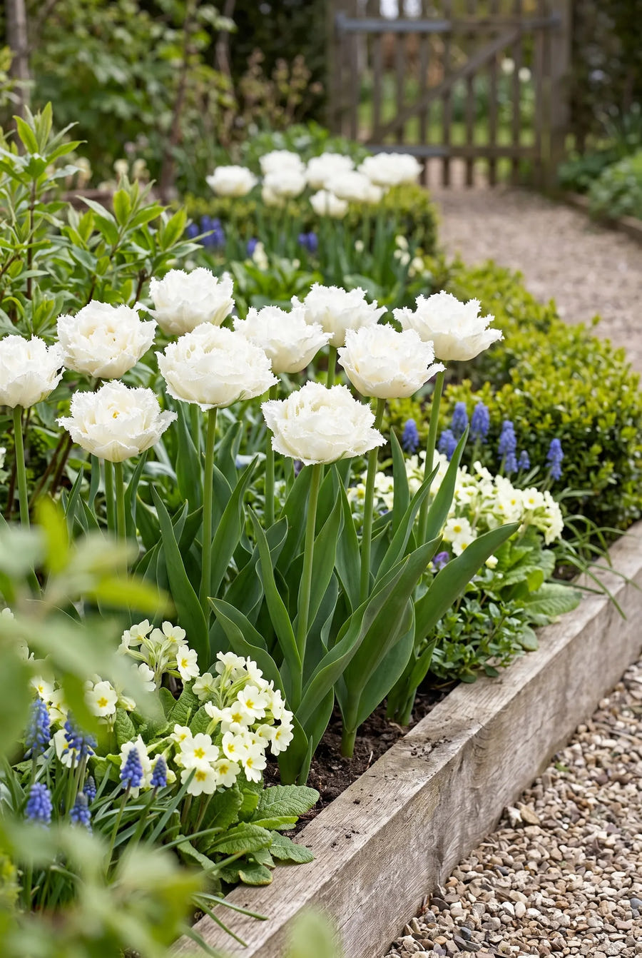 Tulipa Snow Crystal — groep in de tuinborder