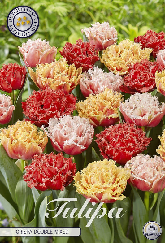 Tulipa Crispa Double Gemischt