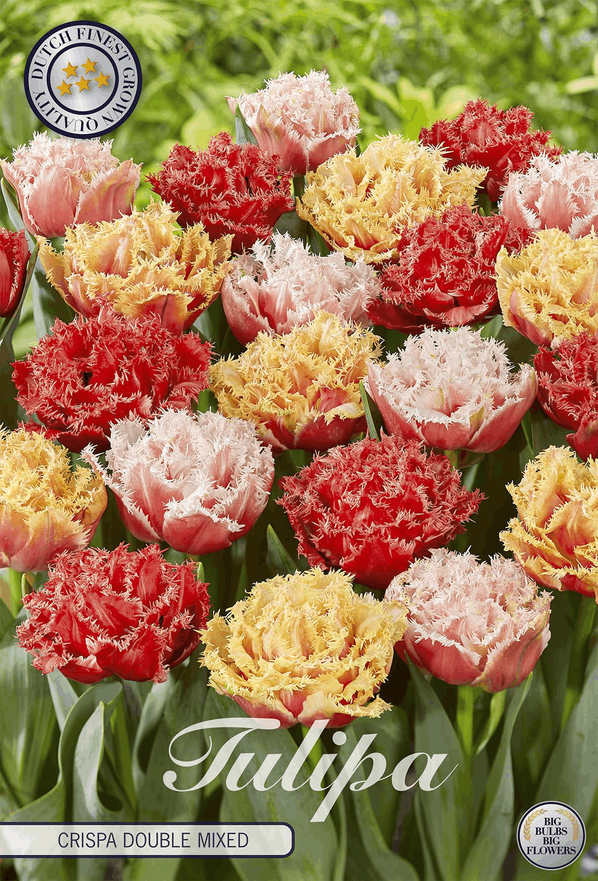 Tulipa Crispa Double Gemischt