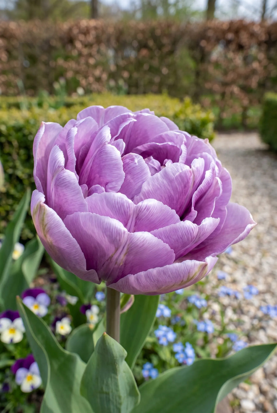 Tulipa Blue Wow premium — close-up van de bloem