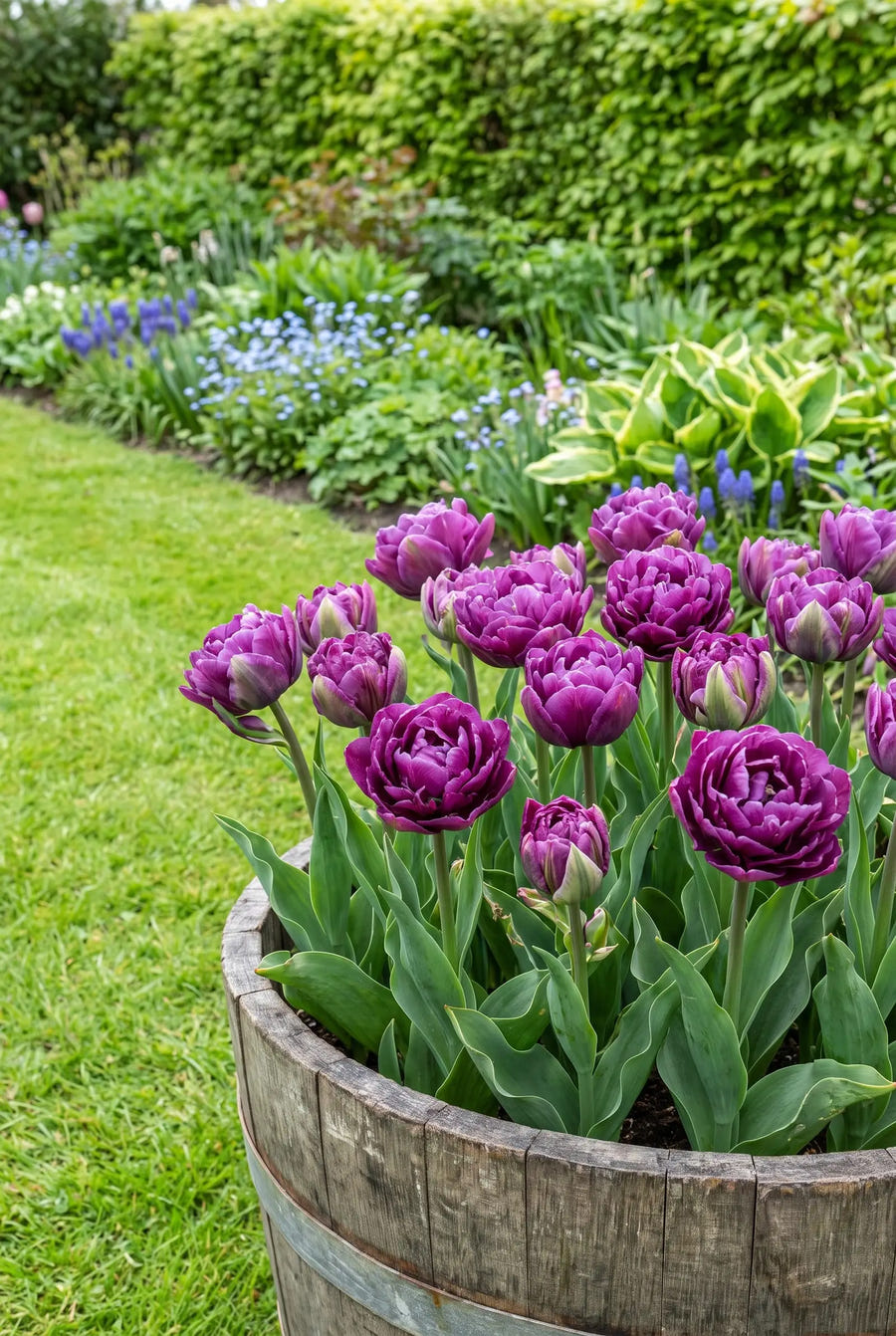 Tulipa Blue Wow premium — in pot op terras