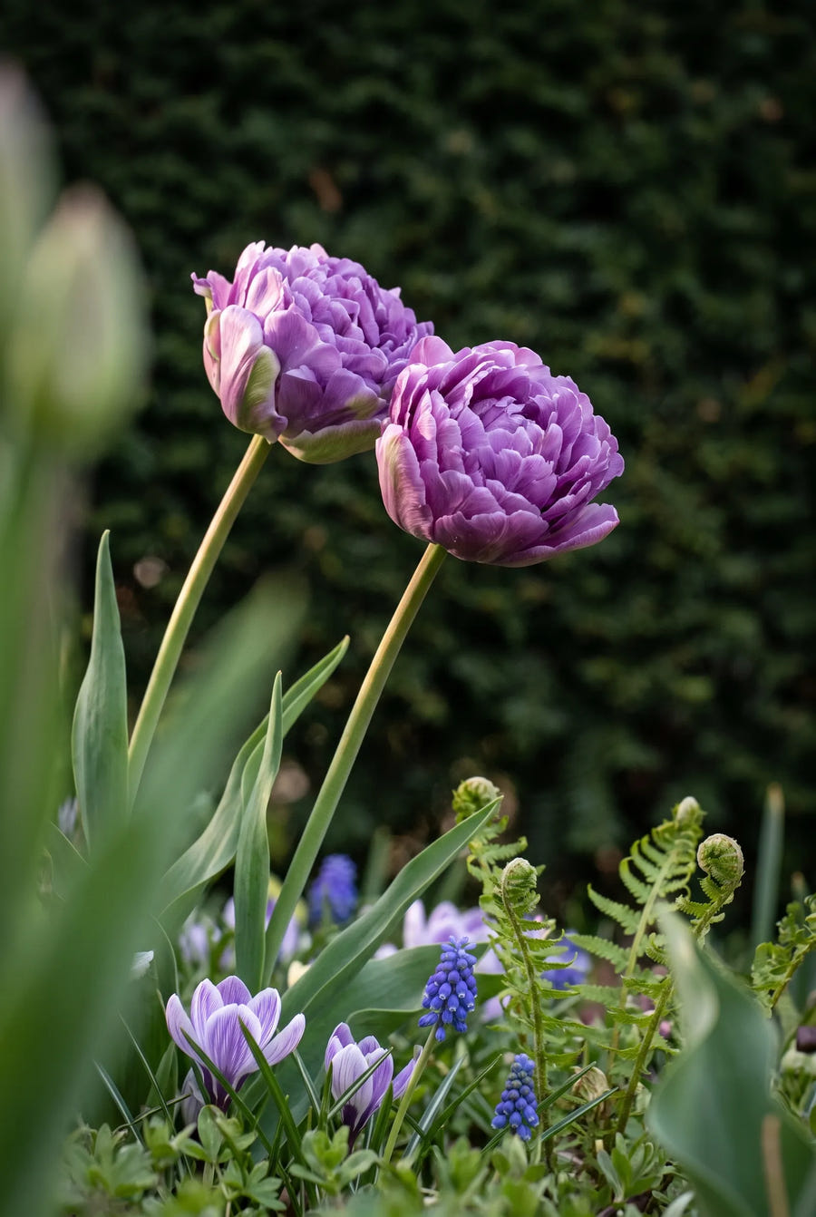 Tulipa Blue Wow premium — sfeerbeeld