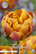Tulipa Brazil - BLOM Garden capper image