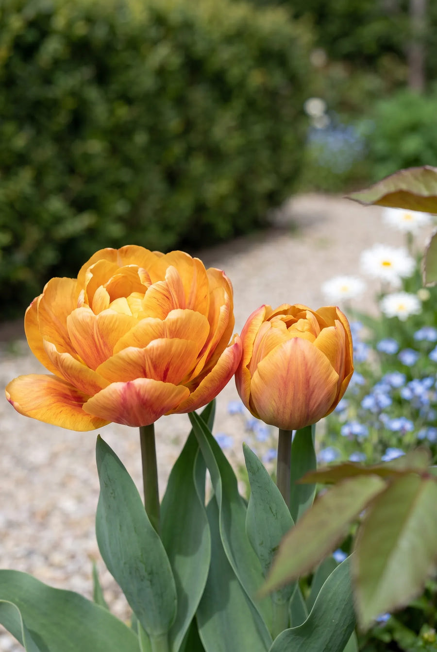 Tulipa Brazil — close-up van de bloem