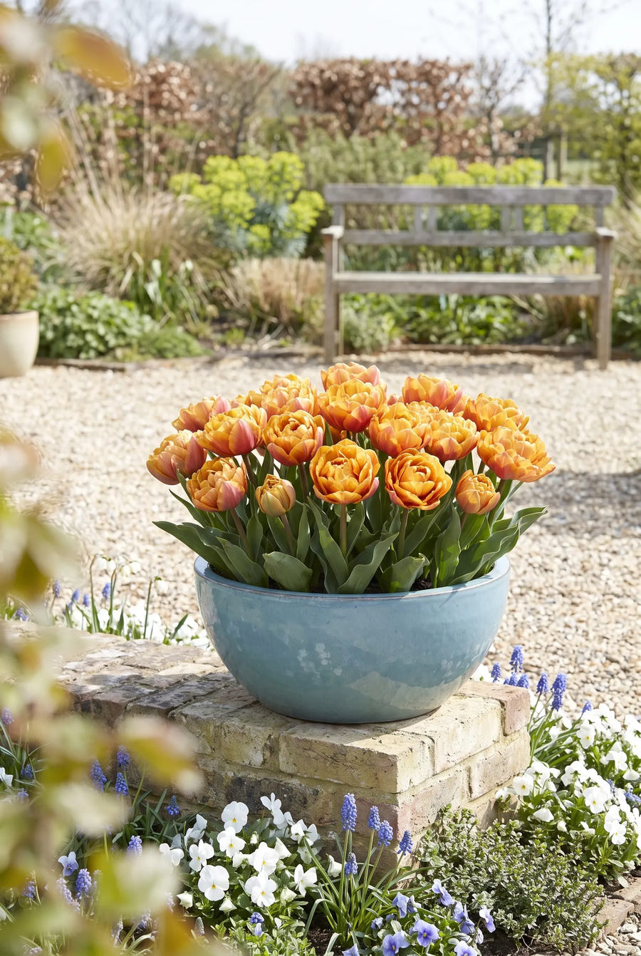 Tulipa Brazil — in pot op terras