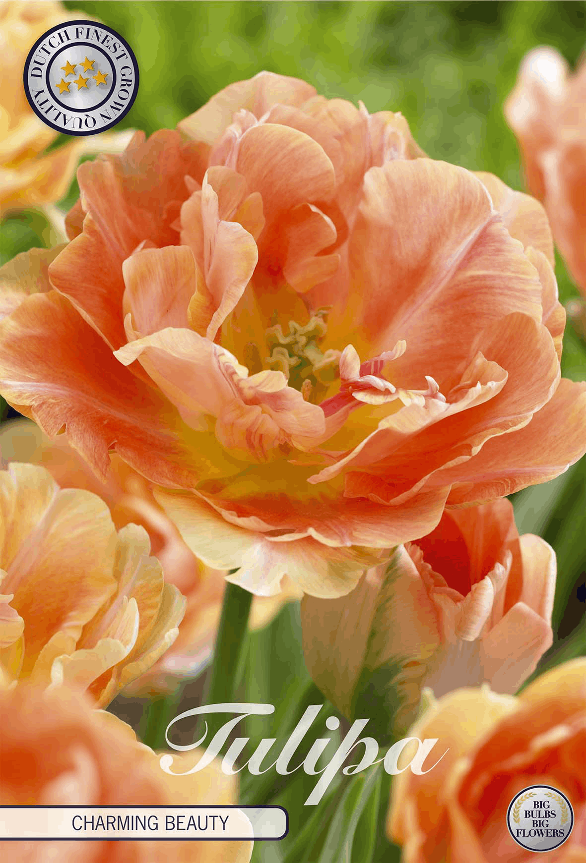 Tulpe Charming Beauty