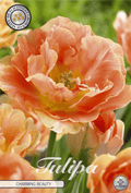Tulpe Charming Beauty