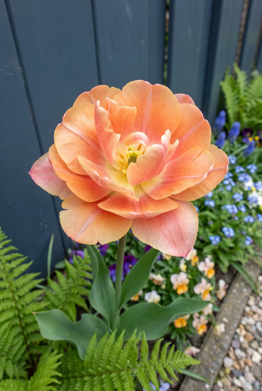 Tulipa Charming Beauty — close-up van de bloem