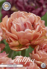 Tulipa Copper Image