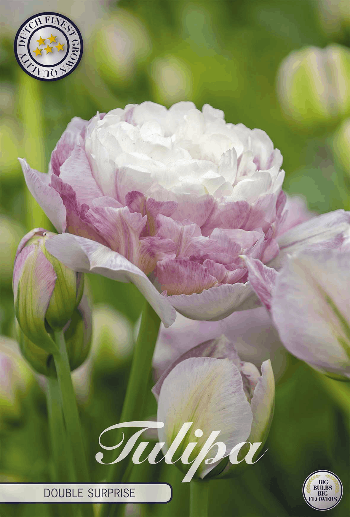 Tulipa Double Surprise - BLOM Garden capper image