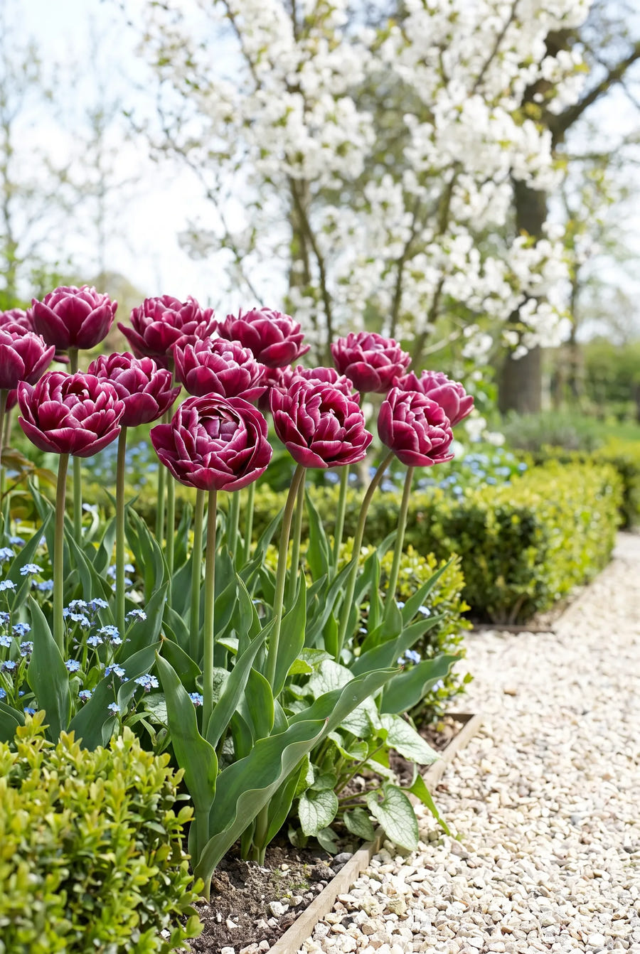 Tulipa Dream Touch — groep in de tuinborder