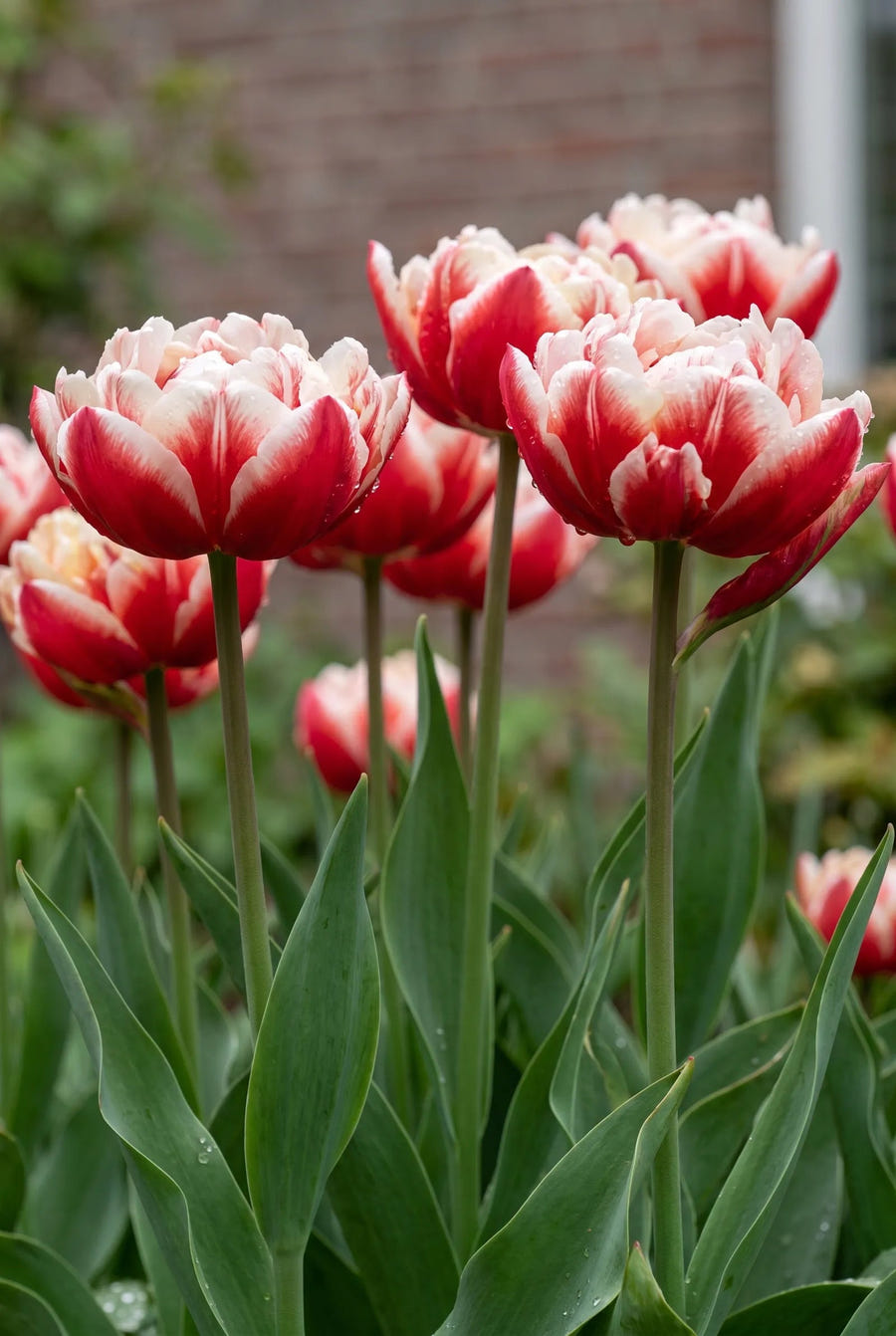 Tulipa Drumline — in de tuin