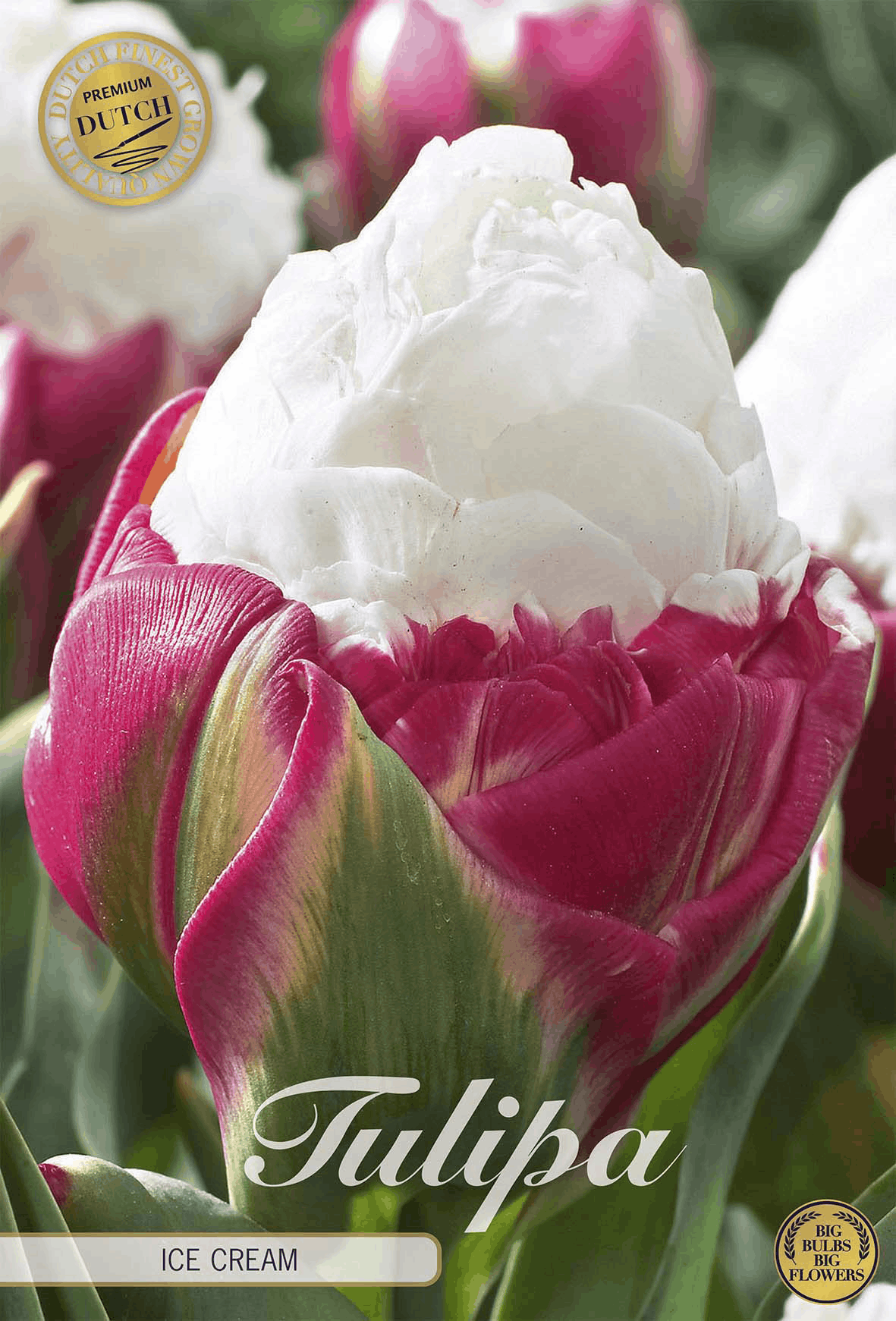 Tulpe Ice Cream