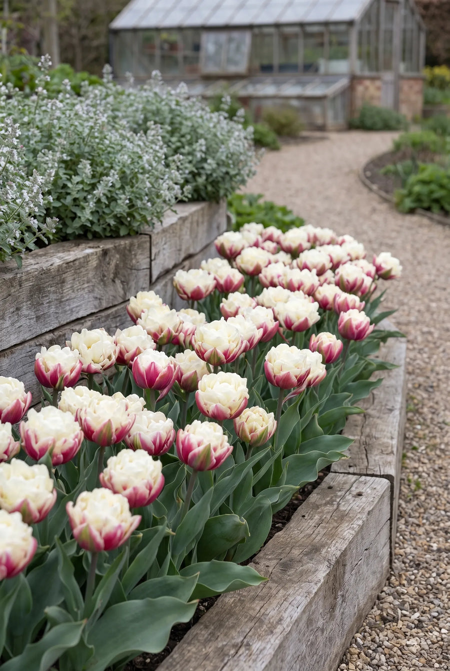 Tulipa Ice Cream — groep in de tuinborder