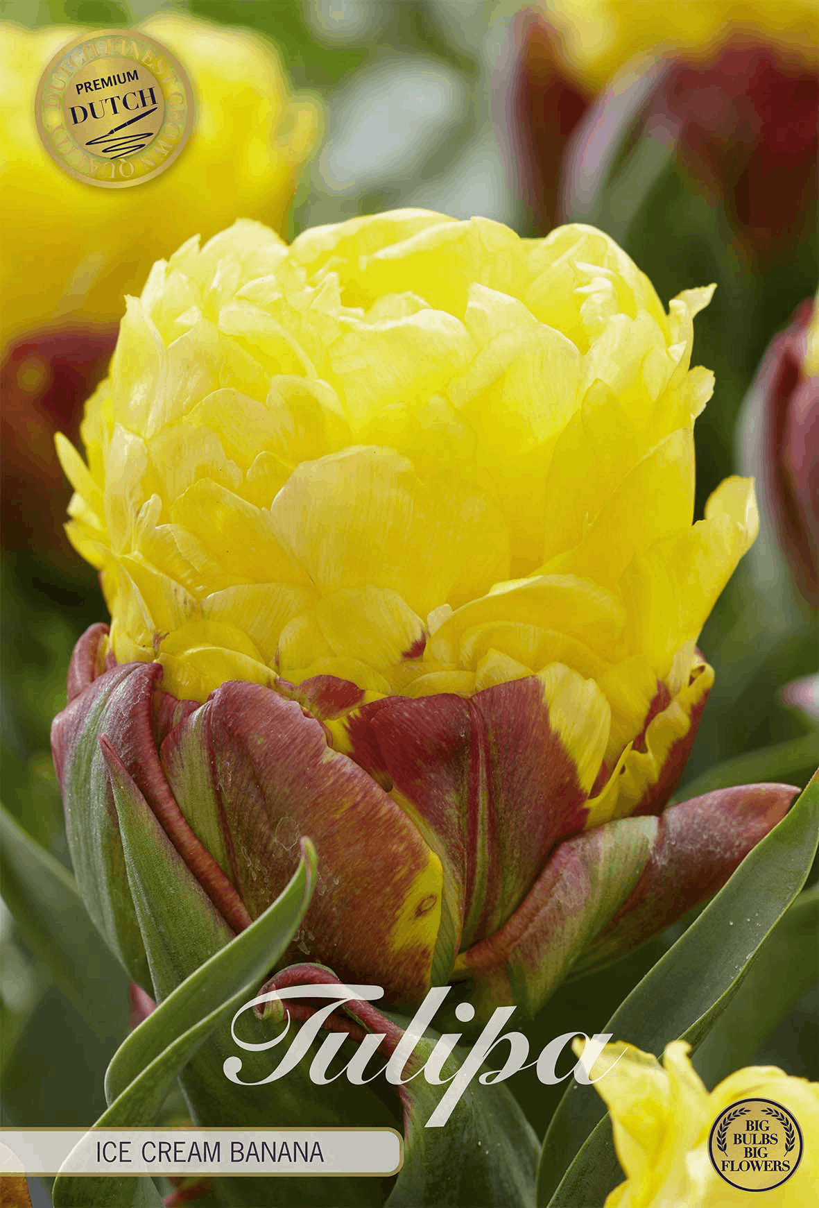 Tulpe Ice Cream Banana