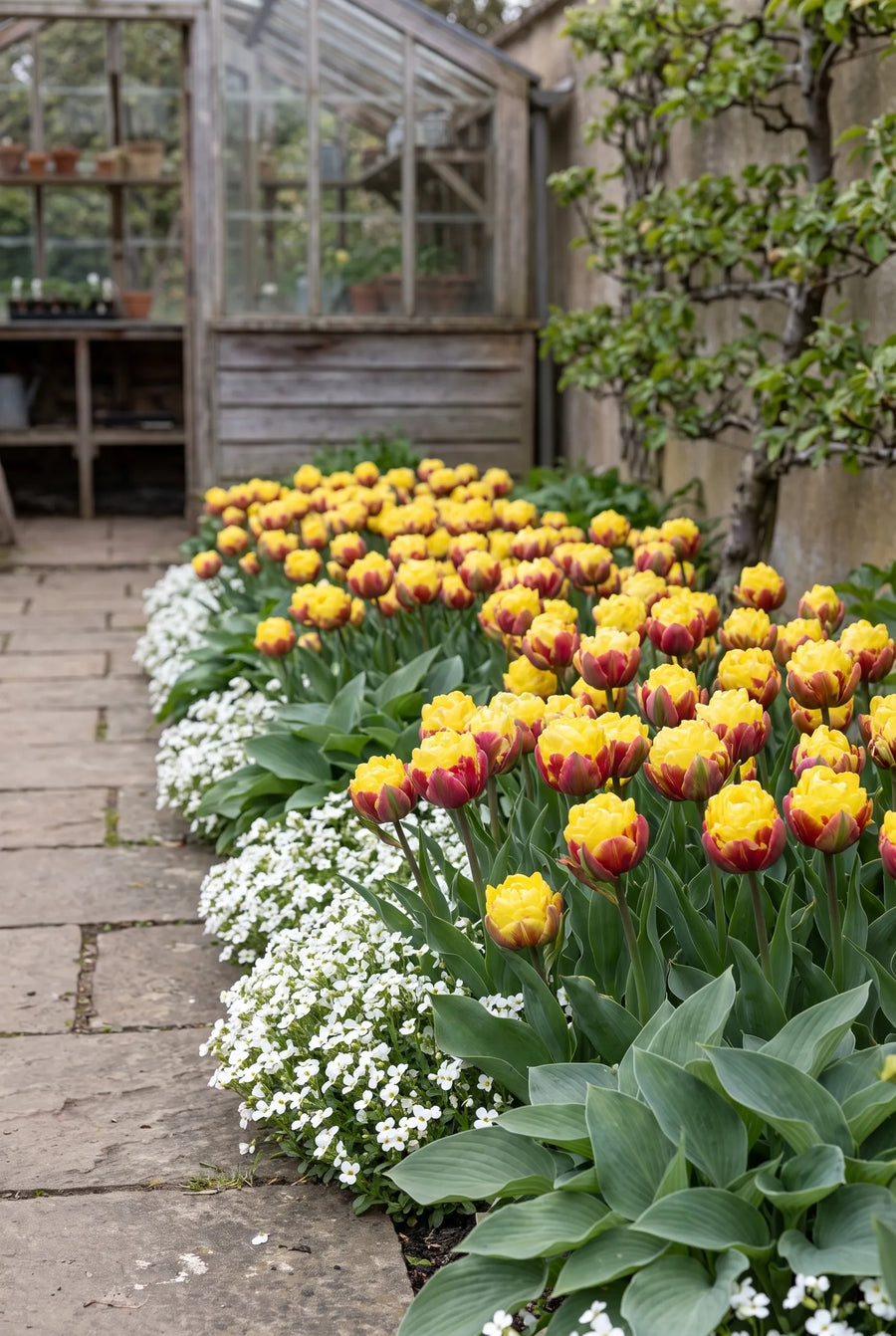 Tulipa Ice Cream Banana — groep in de tuinborder