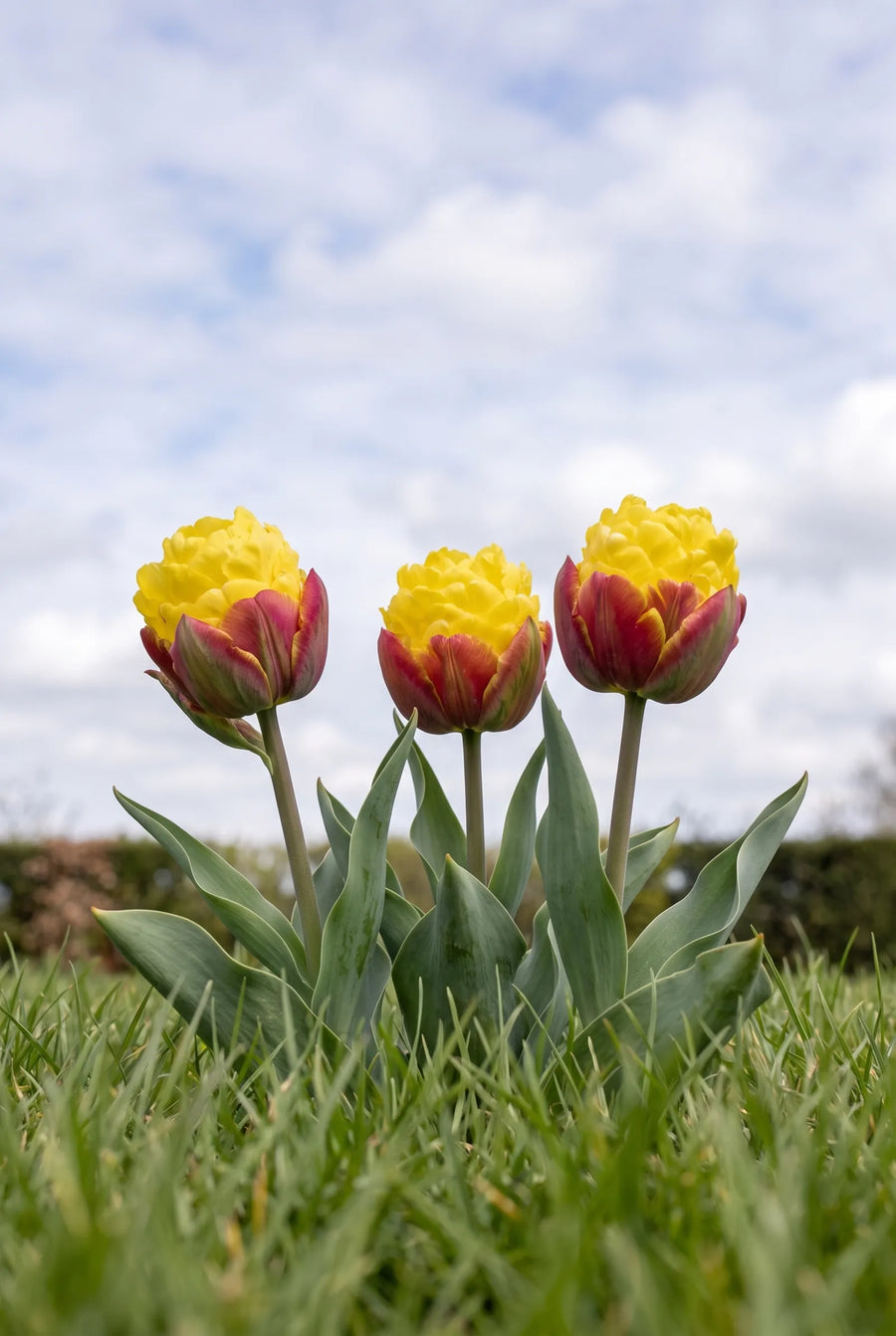 Tulipa Ice Cream Banana — in de tuin