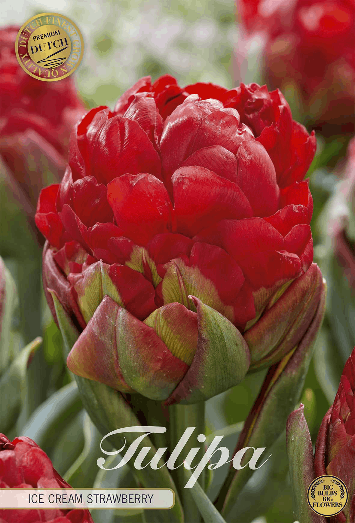 Tulpe 'Ice Cream Strawberry'
