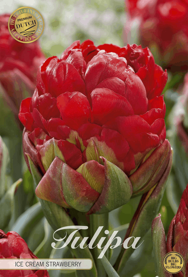 Tulpe 'Ice Cream Strawberry'
